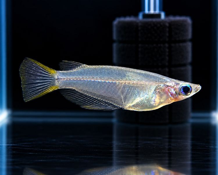 Javanese Ricefish - Oryzias javanicus ~ 2-3cm